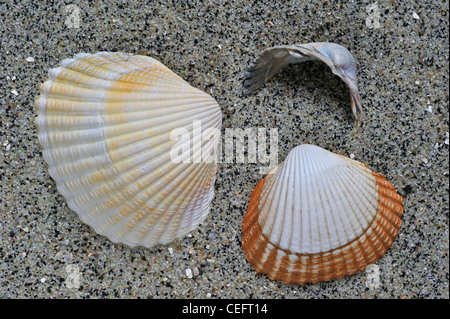 Gemeinsame / essbare Herzmuschel (Cerastoderma Edule / Cardium Edule) Muscheln am Strand, Belgien Stockfoto