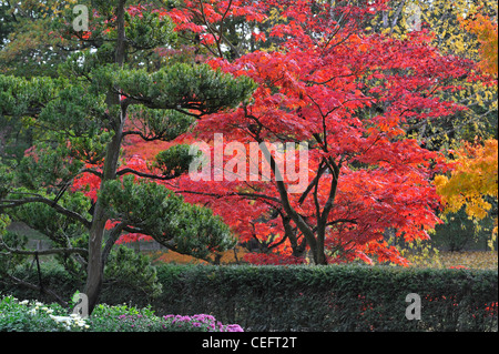 Immergrüner Baum und glatte japanische Ahorne (Acer Palmatum) zeigen Blätter in bunten rote Herbstfärbung im japanischen Garten Stockfoto