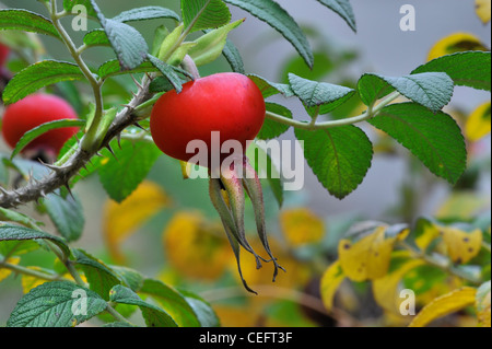 Rugosa rose / Japanisch stieg / Ramanas stieg / Saltspray Rose (Rosa Rugosa), rote Rose Hüfte im Herbst, Ardennen, Belgien Stockfoto