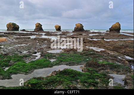 Fels-Pools und Meer-Stacks an der Plage des Cinq Pineaux bei Ebbe, Saint-Hilaire-de-Riez, La Vendée, Pays De La Loire, Frankreich Stockfoto