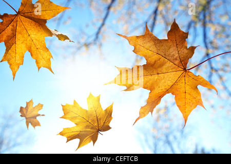 Blätter fallen gegen den blauen Himmel und Sonne, selektiven Fokus