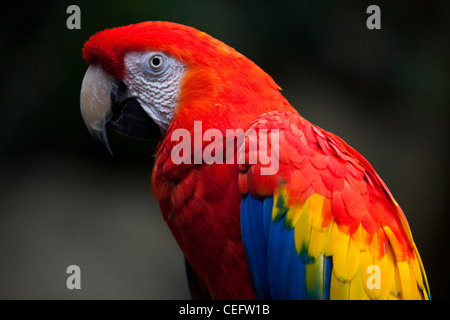 Potrait von Scarlet Ara - Ara Macao, Moody Gardens Regenwald, Galveston, Texas Stockfoto