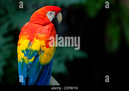 Potrait von Scarlet Ara - Ara Macao, Moody Gardens Regenwald, Galveston, Texas Stockfoto