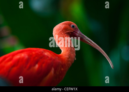 SCARLET IBIS - Eudocimis Ruber, Moody Gardens Regenwald, Galveston, Texas Stockfoto