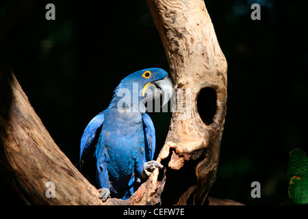 Hyazinth-Aras, Pantanal, Brasilien Stockfoto