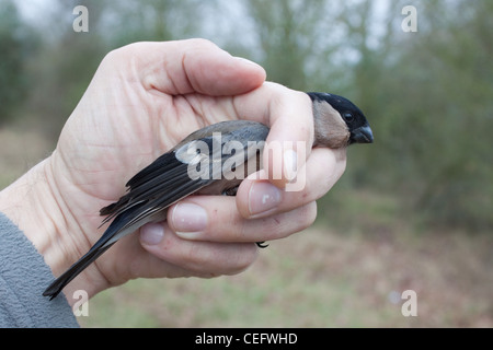 Ein Vogel Klingelton oder Bander hält einen weiblichen Gimpel Pyrrhula Pyrrhula, vor der Freigabe zu wissenschaftlichen Zwecken gefangen Stockfoto