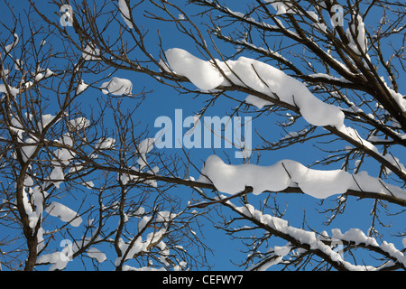 Zweige mit viel Schnee bedeckt Stockfoto