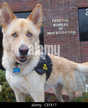 Ein FBI K9-Hund ist ein gut ausgebildeter Arbeitshund, der vom Federal Bureau of Investigation für verschiedene Rollen eingesetzt wird, einschließlich Suche und Rettung, Erkennung und Festnahme. Diese Hunde sind für die Strafverfolgungsmaßnahmen von entscheidender Bedeutung, da sie Unterstützung bei der Verfolgung und Identifizierung von Straftätern und Beweismitteln bieten. Stockfoto
