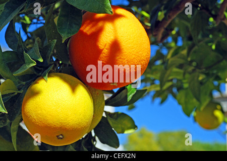 Zwei Orangen auf einem Orangenbaum Stockfoto