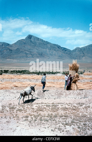 IRAN, ARAK: Iranische Farm-Familie beim Ernten von Weizen von Hand mit Sense und Stapeln Garben in einem Korb mit dem Esel durchgeführt werden. Stockfoto