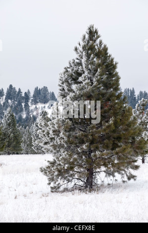 Eine gelb-Kiefer ist halb verdeckt im Schnee in Montana. Stockfoto