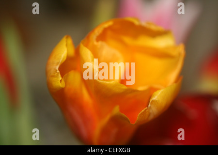 Tulpen, die alle unterschiedliche Farben schließen USV Stockfoto