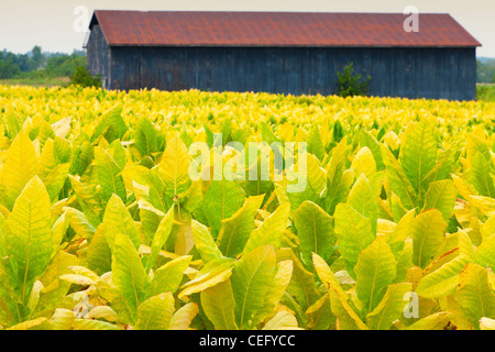 Tabakfeld Stockfoto