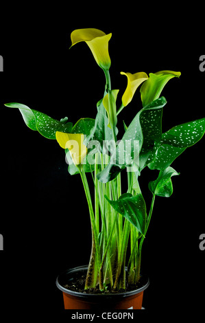 gelbe und grüne Calla Lily isoliert. Stockfoto