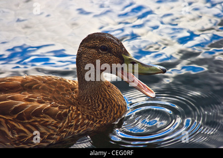 Dusch-Ente auf dem Wasser Stockfoto