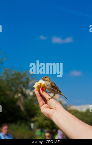 Spatz Essen aus Hände des Mannes Stockfoto