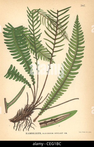 Hirsch-Farn, Blechnum spicant. Stockfoto