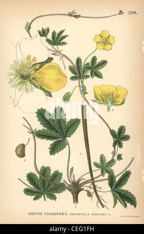 Kriechende Fingerkraut, Potentilla Reptans. Stockfoto