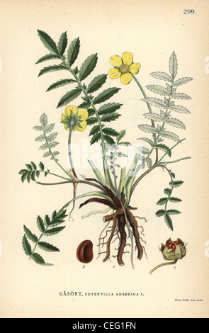 Silverweed Fingerkraut, Potentilla heisses. Stockfoto