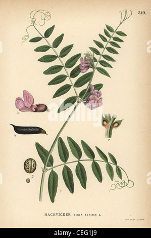 Bush Wicke, Vicia Sepium. Stockfoto