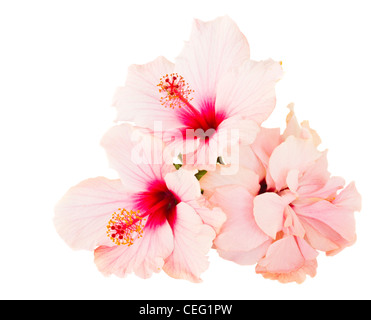 Rosa Hibiskus Blume isoliert auf weißem Hintergrund Stockfoto