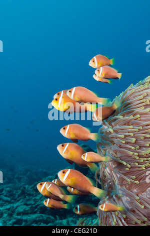 Familie der endemischen Malediven Anemonenfischen Amphiprion Nigripes, Nord Male Atoll, Indischer Ozean, Malediven Stockfoto