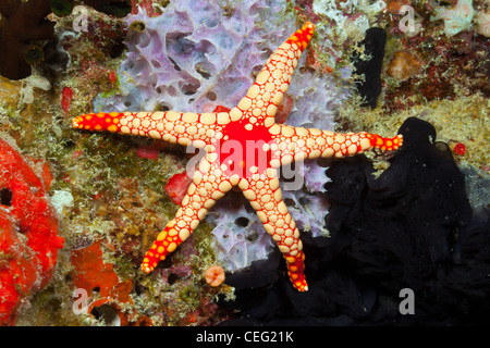 Red Mesh Seestern, Fromia Monilis, Baa-Atoll, Indischer Ozean, Malediven Stockfoto