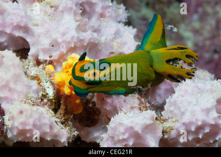 Seeschnecke, Tambja Olivaria, Baa-Atoll, Indischer Ozean, Malediven Stockfoto