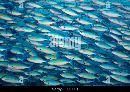 Fischschwarm von Goldbanded Fusilier, Caesio Caerulaurea, Baa Atoll, Indischer Ozean, Malediven Stockfoto