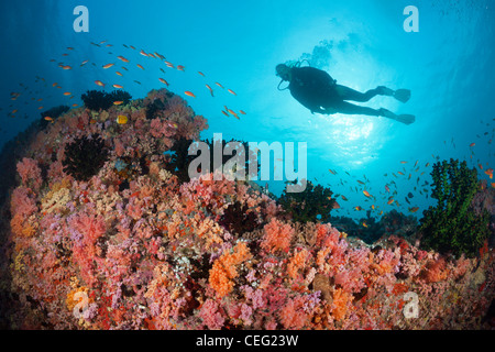 Tauchen am Korallenriff, Nord Male Atoll, Indischer Ozean, Malediven Stockfoto