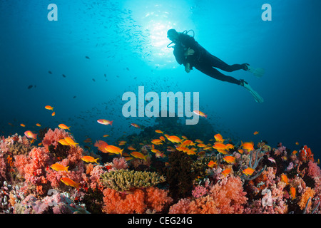 Tauchen am Korallenriff, Nord Male Atoll, Indischer Ozean, Malediven Stockfoto