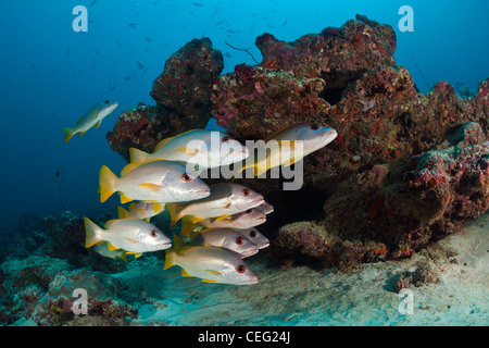 One-Spot Snapper, Fischschwarm Lutjanus Monostigma, Nord Male Atoll, Indischer Ozean, Malediven Stockfoto