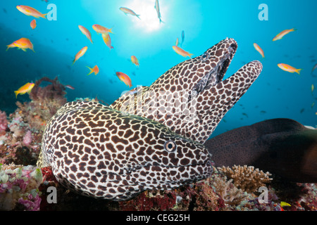 Paar von Honeycomb Moray Gymnothorax Favagineus, Nord Male Atoll, Indischer Ozean, Malediven Stockfoto