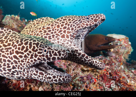 Paar von Honeycomb Moray Gymnothorax Favagineus, Nord Male Atoll, Indischer Ozean, Malediven Stockfoto