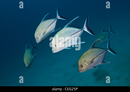 Fischschwarm von Black Makrelen auf Maldive Victory Wrack Caranx Lugubris, Nord Male Atoll, Indischer Ozean, Malediven Stockfoto