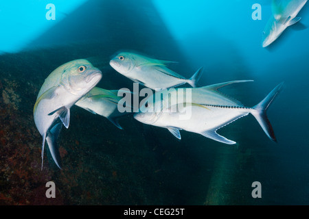 Fischschwarm von Black Makrelen auf Maldive Victory Wrack Caranx Lugubris, Nord Male Atoll, Indischer Ozean, Malediven Stockfoto