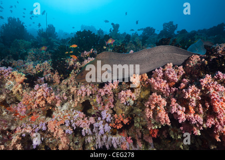 Giant Moray über Coral Reef, Gymnothorax Javanicus, Nord Male Atoll, Indischer Ozean, Malediven Stockfoto