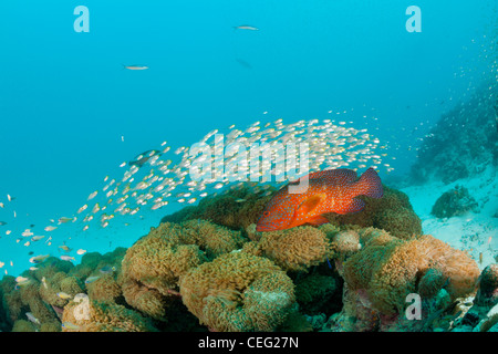 Schwarm von Pygmäen Kehrmaschinen und Coral Zackenbarsch, beginnt Ransonneti, Cephalopholis Miniata, Baa-Atoll, Indischer Ozean, Malediven Stockfoto