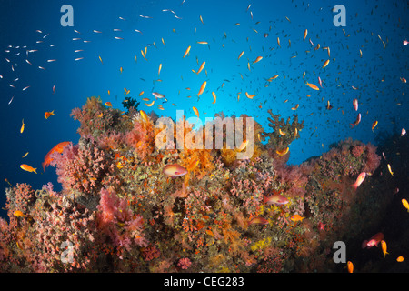 Korallenfische über weiche Korallenriff, Baa Atoll, Indischer Ozean, Malediven Stockfoto