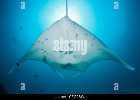 Manta, Manta Birostris, Nord Male Atoll, Indischer Ozean, Malediven Stockfoto