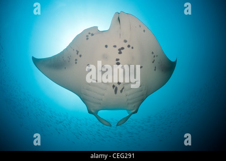 Manta, Manta Birostris, Hanifaru Bay, Baa Atoll, Malediven Stockfoto