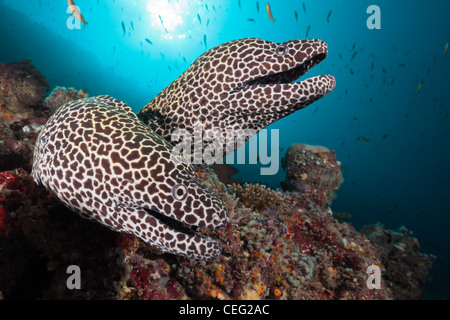 Paar von Honeycomb Moray Gymnothorax Favagineus, Nord Male Atoll, Indischer Ozean, Malediven Stockfoto