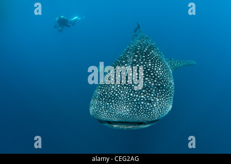 Walhai, Rhincodon Typus, Nord Male Atoll, Indischer Ozean, Malediven Stockfoto