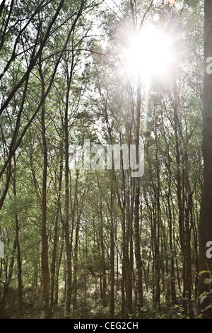 Buche auf Ranmore gemeinsamen, Surrey, Surrey Hügel, Wald, im Sommer im Wald, Sonne Licht durch Bäume. Stockfoto