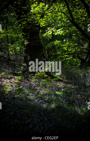 Glockenblumen in einer Waldlichtung Surrey Stockfoto