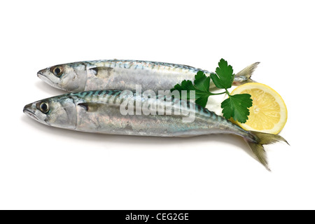 zwei frische Makrele Fisch mit Zitrone und Petersilie auf weißem Hintergrund Stockfoto