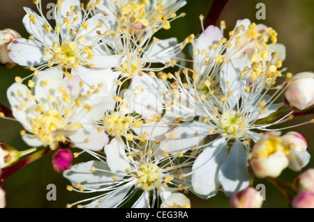 Asiatische Blume Stockfoto