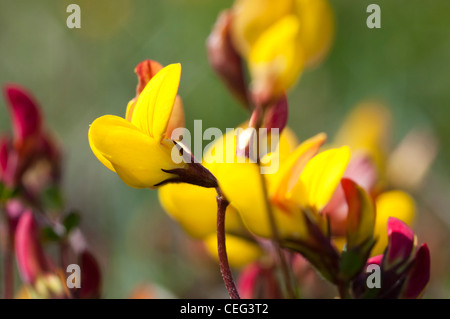 Vögel-Foot Trefoil Anlage hautnah Stockfoto