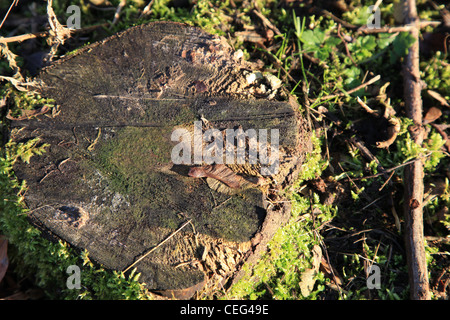 Baumstumpf Im Sonnenschein Mit Moos, stumpf eines Baumes in der Sonne mit Moos, Natur, Baum, Geschlagen, Verottet, Grün, Sonne Stockfoto