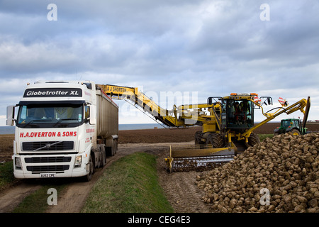 Volvo Lkw mit Schüttgut Kipper & ROPA EURO MAUS Zuckerrüben in Norfolk gegen ein bewölkter Himmel laden. Stockfoto